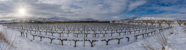 istock Panoramic view of vineyards in La Rioja after a heavy snowfall 1310499543
