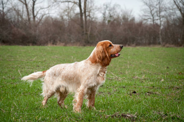 istock Adorable red-haired Russian spaniel is walking in a field on green grass. 1310500958