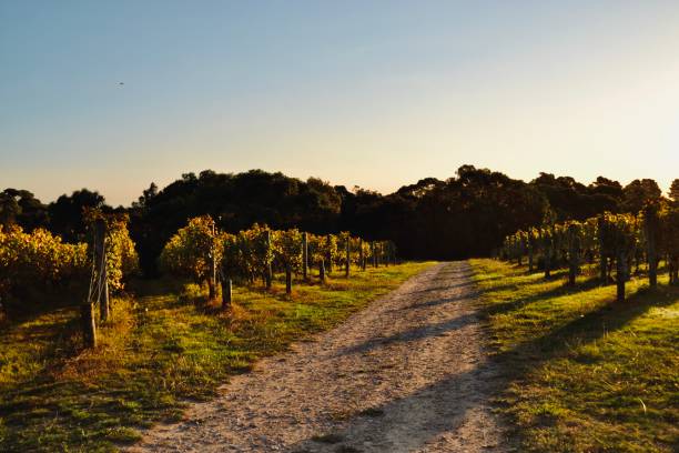 Late afternoon sun on a dirt track though the autumn grapevines on Australia's Mornington Peninsula stock photo