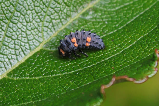 istock Closeup of a ladybug larvae on a green leaf 1310503673