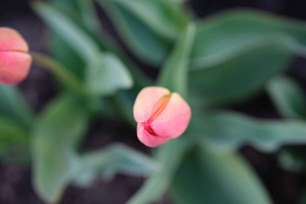 Close-up of tulip bud. High angle view.