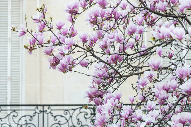 primer plano de un árbol magnolia en flor en parís - magnolia white blossom flower fotografías e imágenes de stock