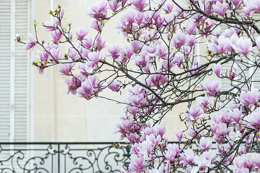 Pink magnolia liliiflora flowers. Woody-orchid tree in full bloom.