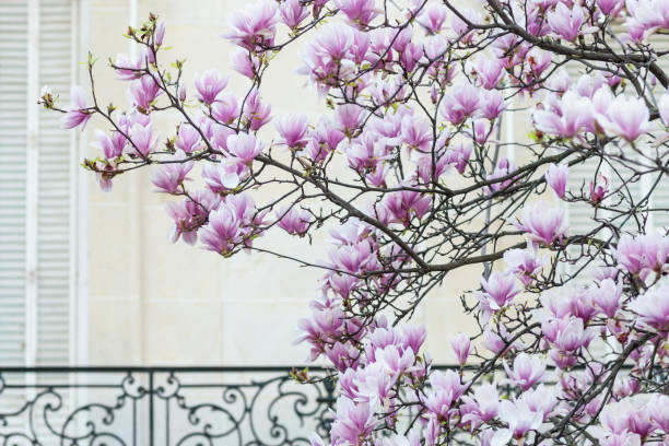 feche acima de uma árvore magnólia florescendo em paris - magnolia white pink blossom - fotografias e filmes do acervo