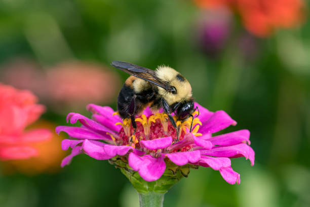Photo of Bumble bee feeding on nectar from Zinnia wildflower. Concept of insect and wildlife conservation, habitat preservation, and backyard flower garden