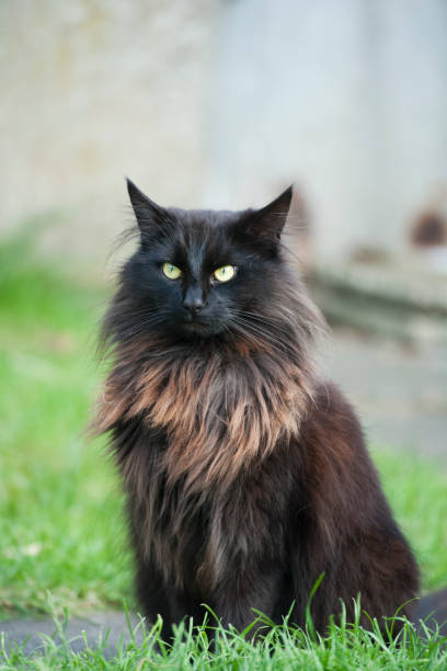 istock Black cat portrait in a garden 1310507918