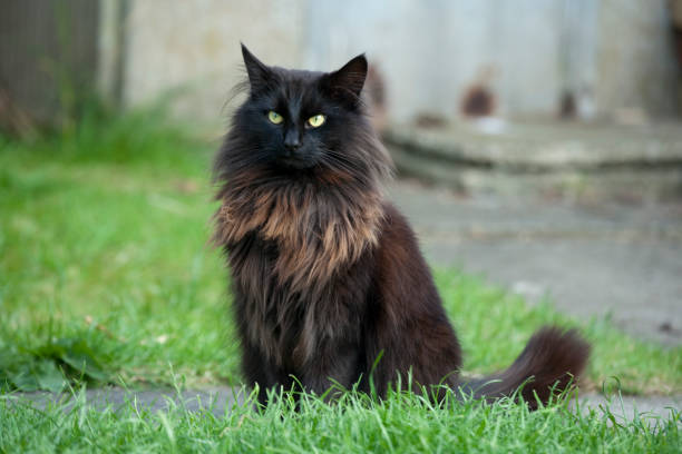 Fluffy black cat sitting in a garden or backyard