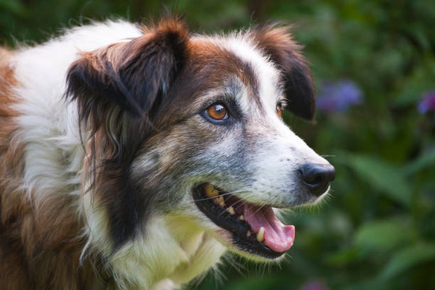 istock Welsh Border Collie dog portrait 1310507925