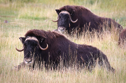 View of muskoxen laying down in the grass.