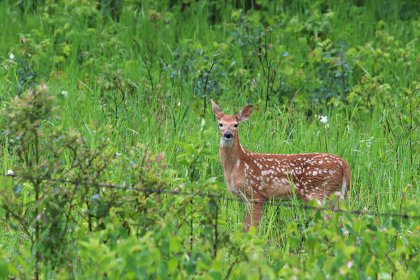 istock A young fawn stands beside a wire fence 1310513377