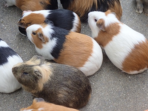 Guinea pigs are a member of the genus Guinea pig. Since it is mild and relatively easy to keep, rodents are cultivated as pets and experimental animals.\nIt has a large head and no tail. It has four fingers on its front legs and three fingers on its hind legs. There is a pair of breasts for both males and females. It is about 20-40 cm long and weighs 0.5-1.5 kg. Hair change is twice a year. The life is said to be about 5-7 years.
