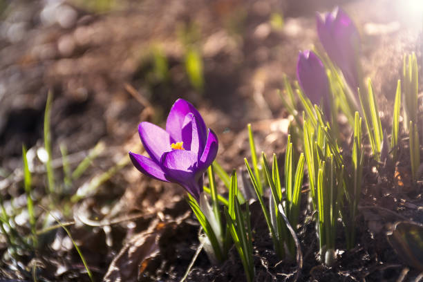 istock Spring crocus flowers. First crocuses on sunny morning, lit by sun 1310516301