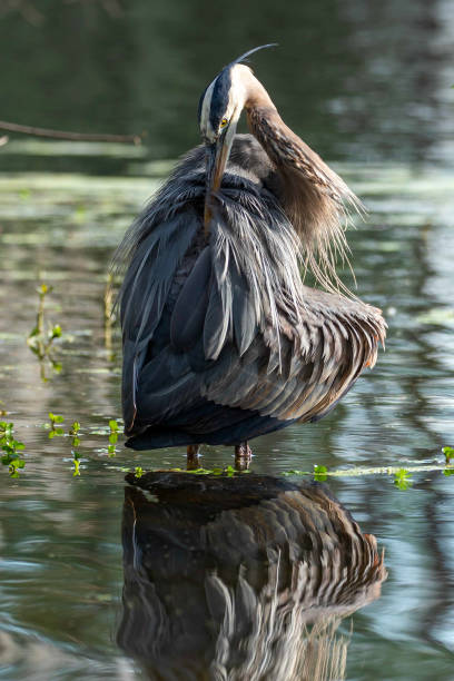 istock Great Blue Heron Standing and Preening in a Lake 1310517304