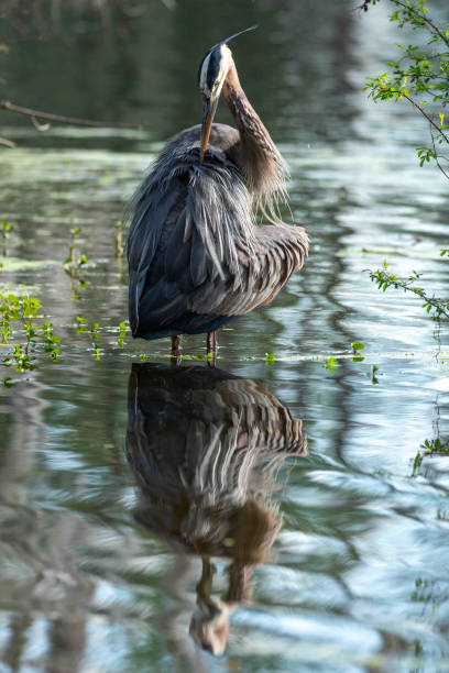 istock Great Blue Heron Standing and Preening in a Lake 1310517314