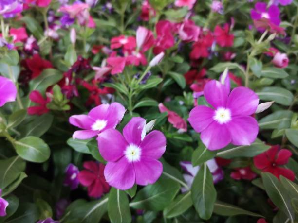 catharanthus roseus, madagaskar barwnik, vinca, stara pokojówka, jaśmin cayenne, róża barwinkowa nazwa kwiatu różowy, czerwony kwitnący w ogrodzie - catharanthus zdjęcia i obrazy z banku zdjęć