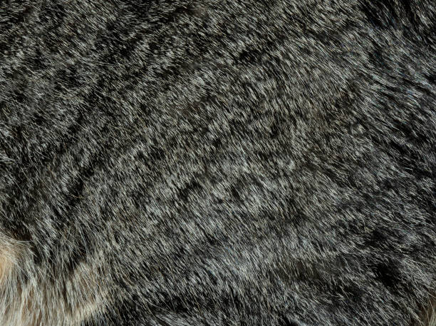 istock Full frame of animal fur as background 1310520612