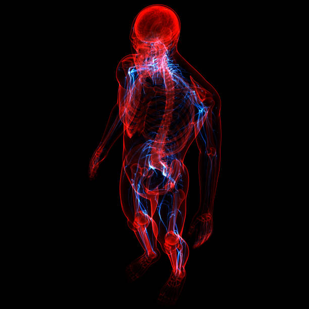 istock Central Organ of Human Nervous System Brain Anatomy 1310526983