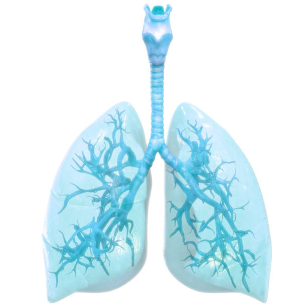 istock Human Respiratory System Lungs Anatomy 1310527004
