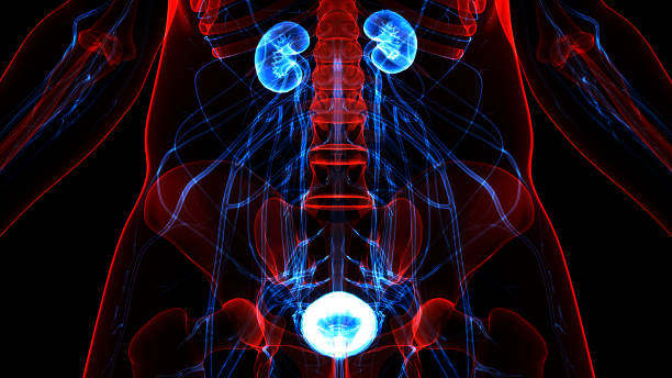 Human Urinary System Kidneys with Bladder Anatomy 3D Illustration Concept of Human Urinary System Kidneys with Bladder Anatomy utricularia stock pictures, royalty-free photos & images