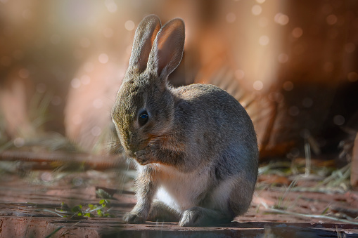 A rabbit sitting and looking for food in the forest