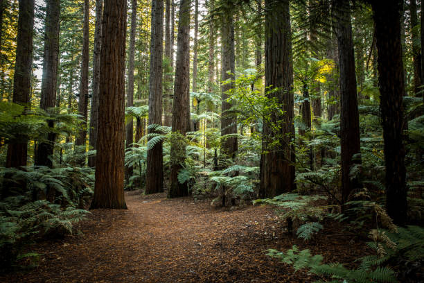 로토루아 레드우드 스탠드 - tree growth sequoia rainforest 뉴스 사진 이미지