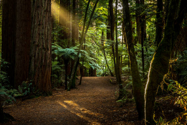 로토루아 레드우드 스탠드 - tree growth sequoia rainforest 뉴스 사진 이미지