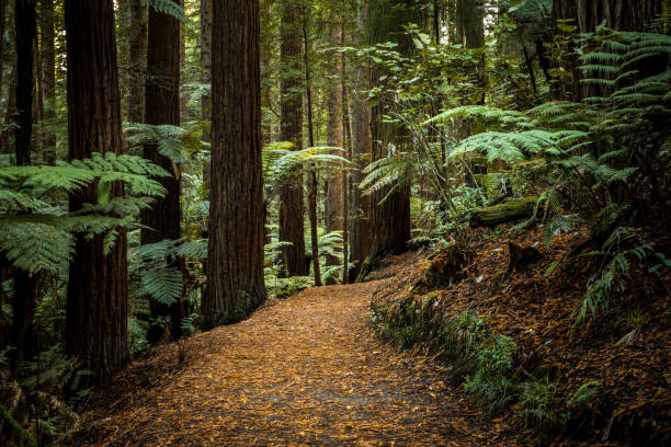 supporto per sequoie rotorua - lumber industry timber tree redwood foto e immagini stock