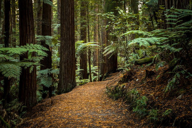 stojak rotorua sekwoja - tree growth sequoia rainforest zdjęcia i obrazy z banku zdjęć