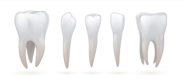 Teeth type. Realistic human dental anatomy. 3D isolated incisor and canine, white molar or premolar. Healthy enamel crown with roots. Orthodontic educational set. Vector stomatologic oral hygiene