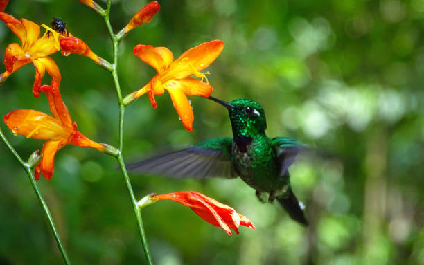 istock Green colored hummingbird flying and drinking nectar from a yellow flower. 1310533876