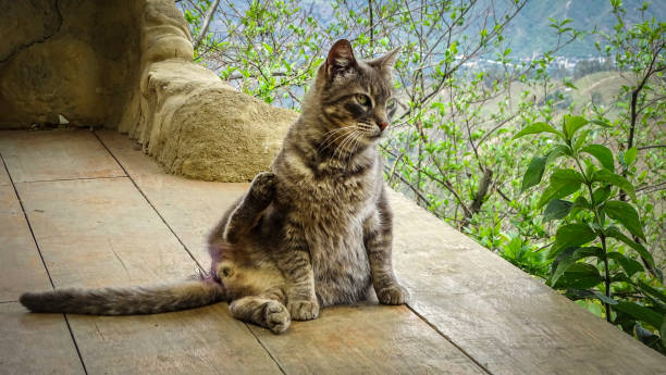 istock Adorable cat sitting on a wooden balcony 1310533933