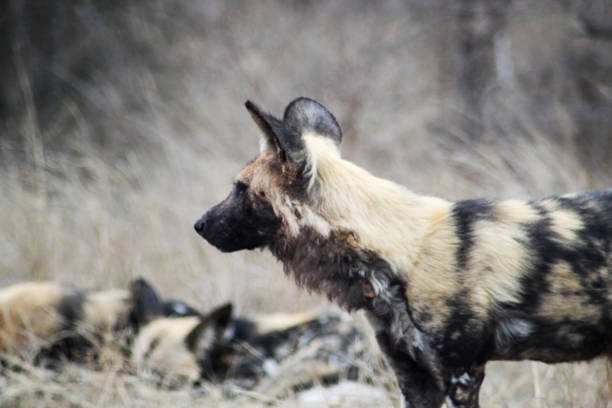 istock African wild dog or sometimes known as painted dog. 1310534092