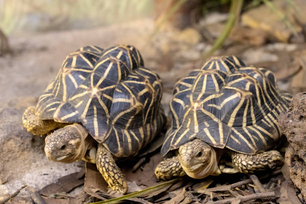 istock Indian Star Tortoises 1310534779