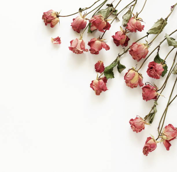 istock dry flowers roses frame on white background top view, copy space . Minimal floral card. interior poster 1310534834
