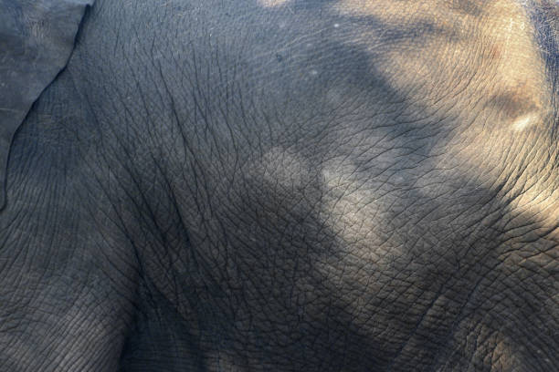 istock closeup of  elephant skin as background 1310534882