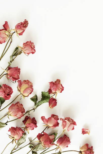 istock dry flowers roses frame on white background top view, copy space . Minimal floral card. interior poster 1310534883