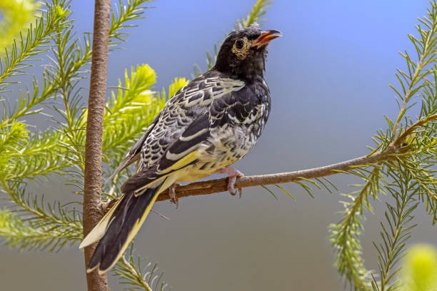 리젠트 허니터 - honeyeater 뉴스 사진 이미지