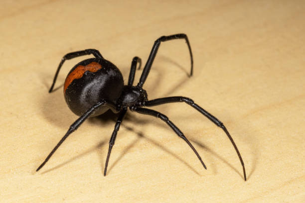 Redback Spider stock photo