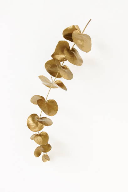 istock Gold eucalyptus leaves isolated on white  background top view, flat lay. Greetings floral minimal card.poster 1310534997