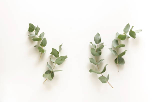 istock green eucalyptus leaves top view isolated on white background. flat lay, poster 1310535762