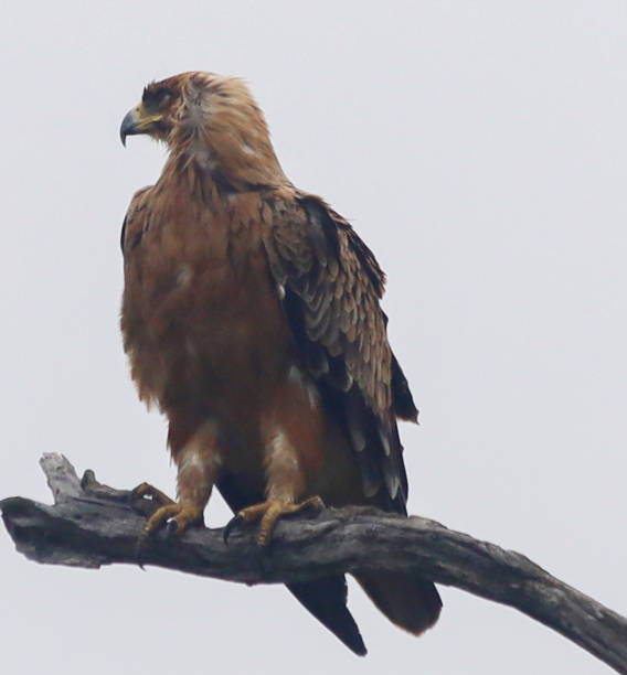 istock Tawny eagle perched high in a tree - Kruger National Park 1310535776