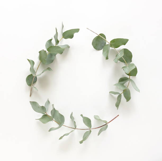 istock green eucalyptus leaves frame wreath top view isolated on white background with copy space. flat lay, poster 1310535781