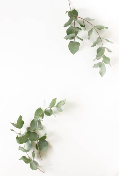 istock green eucalyptus leaves frame top view isolated on white background with copy space. flat lay, poster 1310536355