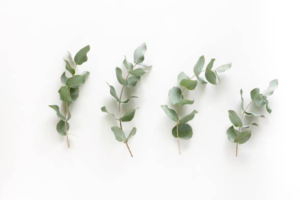 istock green eucalyptus leaves top view isolated on white background. flat lay, poster 1310536384