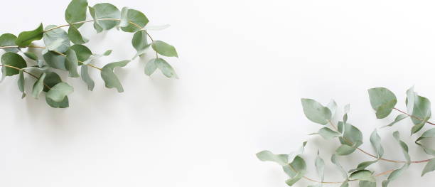 istock green eucalyptus leaves frame banner top view isolated  on white background with copy space. flat lay 1310536435