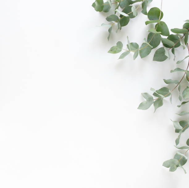 istock green eucalyptus leaves frame top view isolated on white background with copy space. flat lay, poster 1310536463