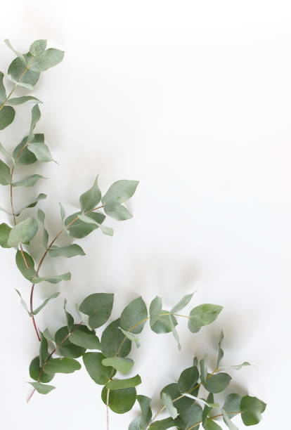 istock green eucalyptus leaves frame top view isolated on white background with copy space. flat lay, poster 1310536474