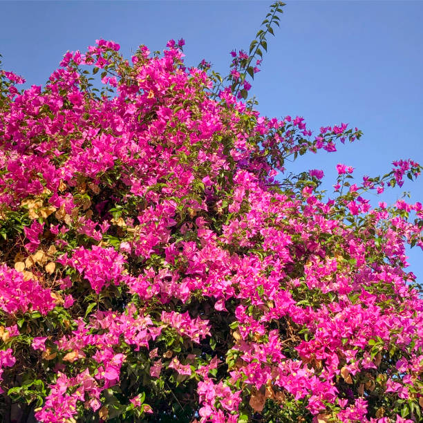 푸른 하늘을 배경으로 한 부겐빌레아 - ornamental garden multi colored white pink 뉴스 사진 이미지