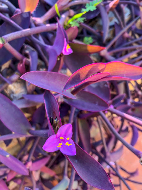 istock Purple heart flower 1310537234