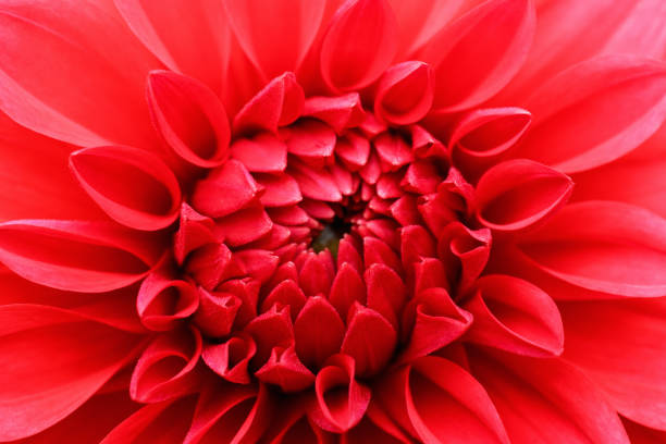 istock Beautiful Red dahlia close-up. Floral background. Macro 1310537995